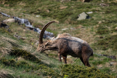 Side view of goat grazing on grassy mountain