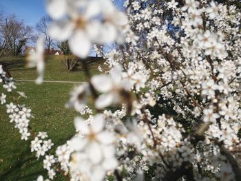 White cherry blossoms on field