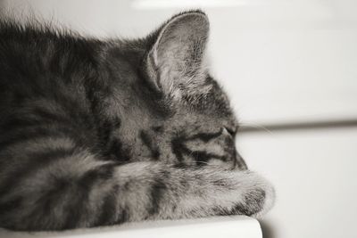 Close-up of cat sleeping