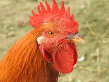 Close-up of rooster