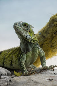 Close-up of a lizard on rock