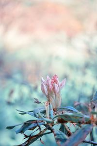 Close-up of pink flowering plant