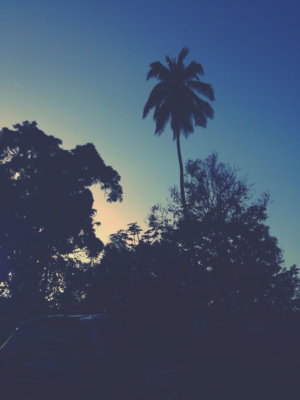 tree, silhouette, low angle view, clear sky, sky, growth, blue, palm tree, nature, copy space, tranquility, dusk, beauty in nature, sunset, outdoors, scenics, no people, tranquil scene, branch, outline