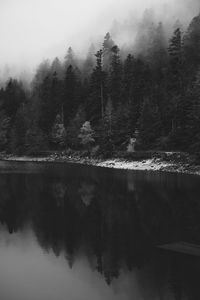 Scenic view of lake against trees in forest