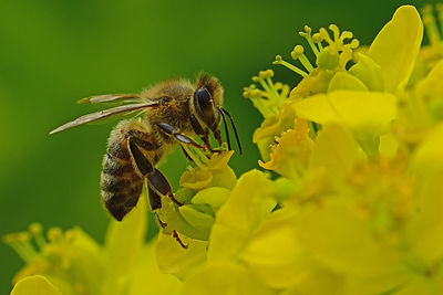 Close-up of bee pollinating on flower