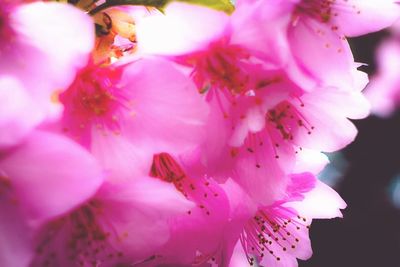 Close-up of pink flowers