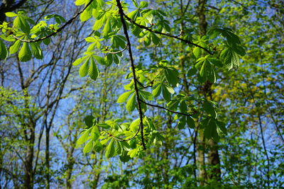 Low angle view of tree leaves in forest