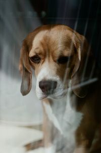 Close-up portrait of dog