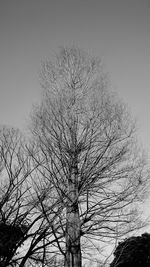 Low angle view of bare tree