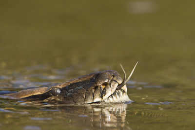 Close-up of turtle in lake