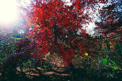 Low angle view of trees against sky