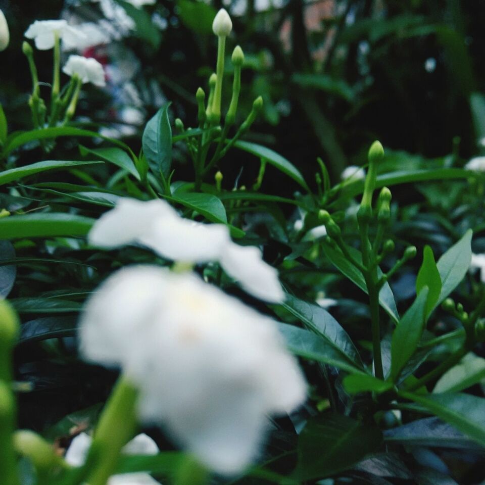 growth, plant, leaf, white color, green color, close-up, nature, freshness, flower, fragility, beauty in nature, focus on foreground, selective focus, field, outdoors, grass, day, high angle view, no people, white