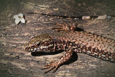 High angle view of crab on wood