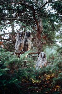 Owls on tree in forest