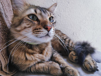 Close-up portrait of tabby cat