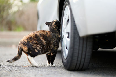 High angle view of a cat on the road