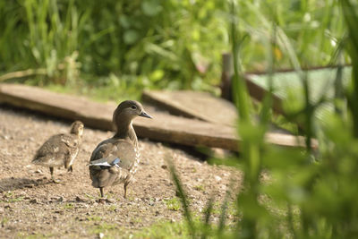 Ducks on a field