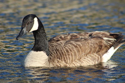 Close-up of duck swimming in lake