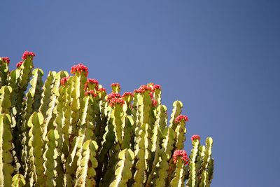 Close-up of succulent plant against clear blue sky