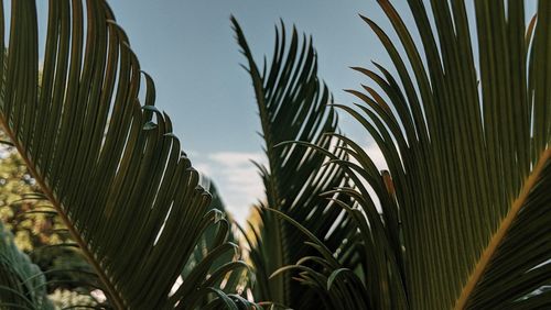 Low angle view of palm trees against sky