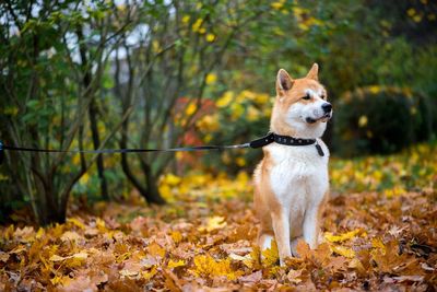 Dog standing on ground during autumn