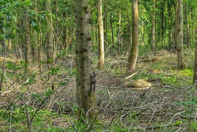 Trees in forest