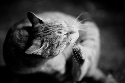 Close-up of cat