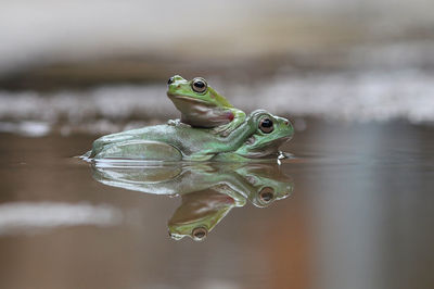 Close-up of turtle swimming in water