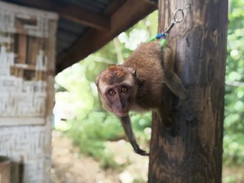 Close-up portrait of monkey hanging on wooden column