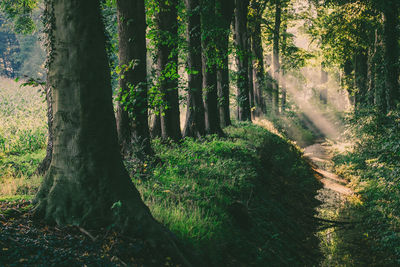 Sunlight streaming through trees in forest