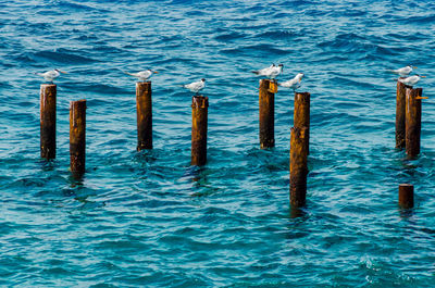 Wooden posts in sea