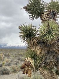 Close-up of pine tree