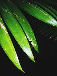 Close-up of insect on leaf