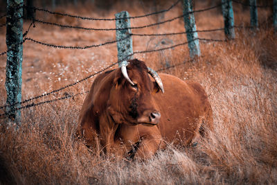 Horse in a field