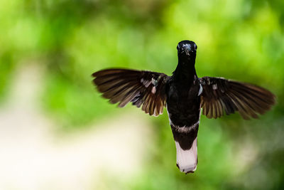 Close-up of bird flying