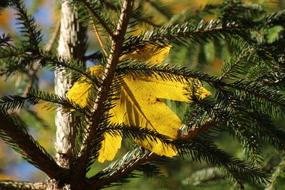 Low angle view of tree leaves