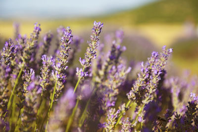 Close-up of lavenders