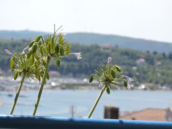 Close-up of flowering plant against sky