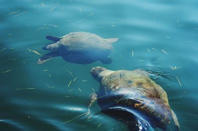 Fish swimming in sea