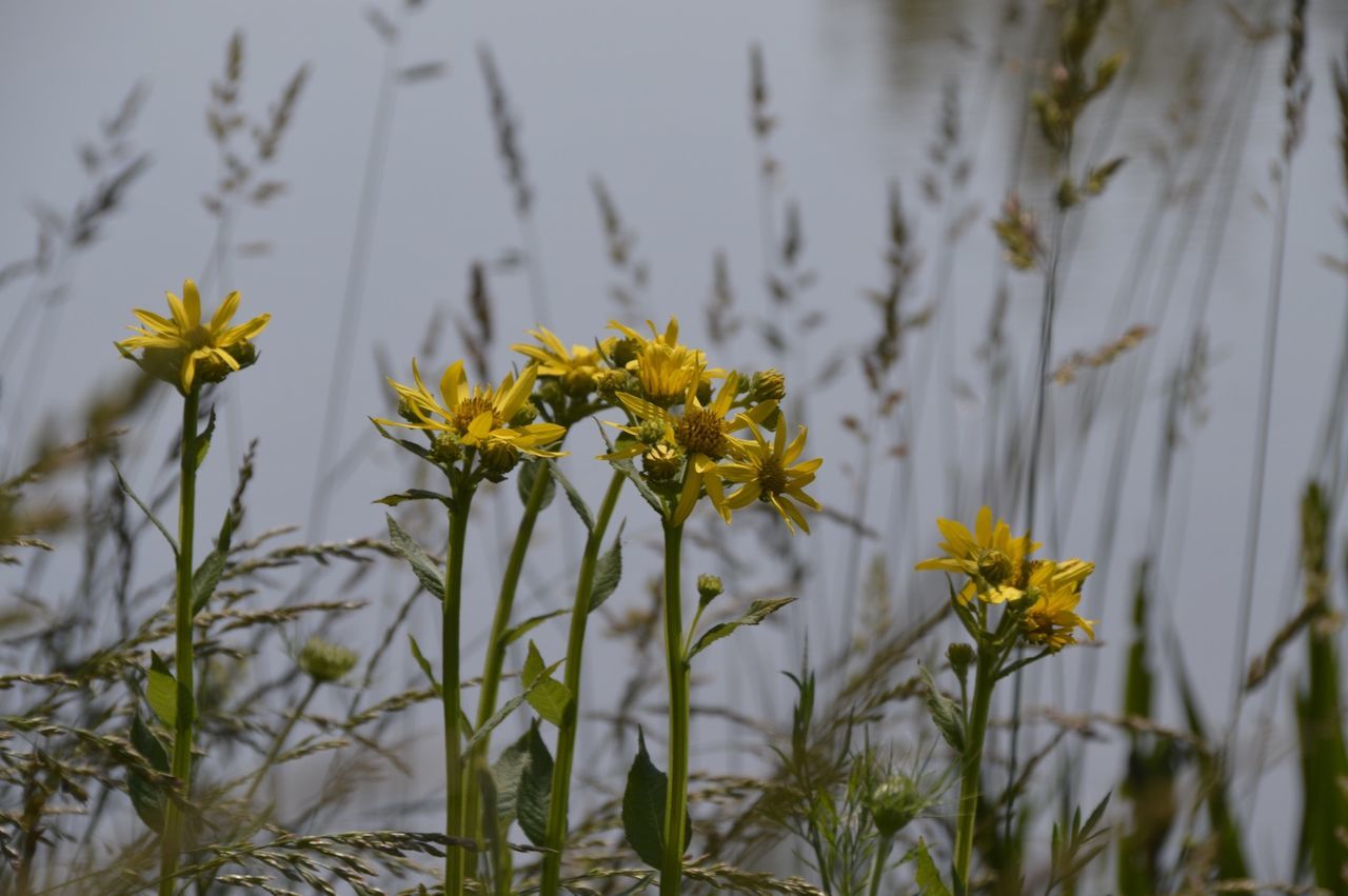 flower, yellow, growth, freshness, focus on foreground, fragility, plant, beauty in nature, nature, stem, petal, blooming, close-up, field, flower head, selective focus, in bloom, day, wildflower, growing