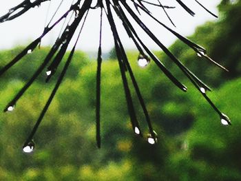 Close-up of raindrops on grass