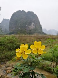Close-up of yellow flowers growing in field