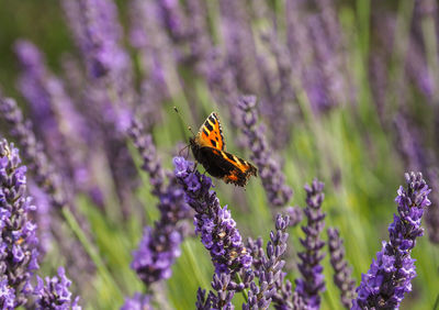 Close-up of butterfly pollinating on purple flower