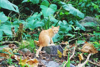 Cat sitting by plants