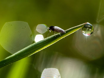 Close-up of insect on leaf