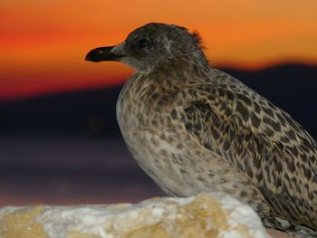 Close-up of bird