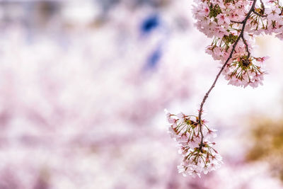Close-up of cherry blossoms in spring