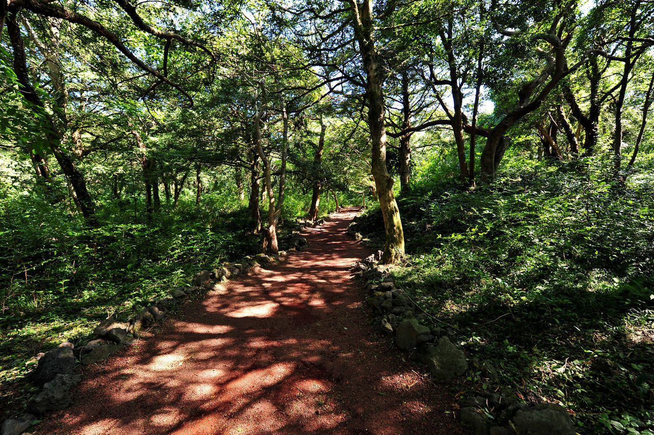 FOOTPATH IN FOREST