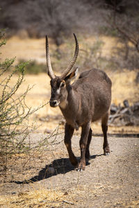 Male common waterbuck crosses slope by bushes