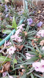 Close-up high angle view of flowers